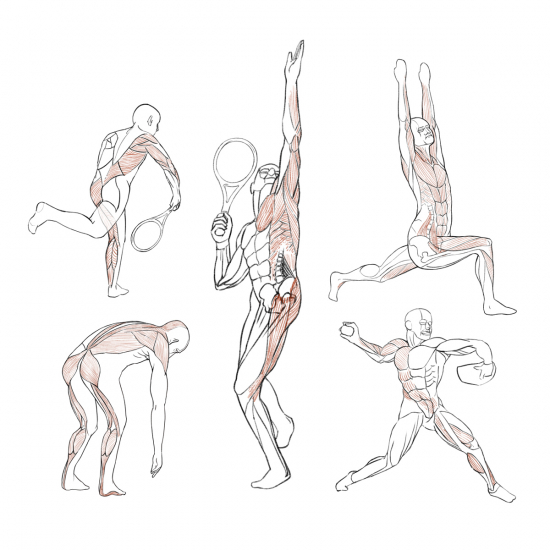 Illustrations of human musculature highlighting certain connected groups of muscles.